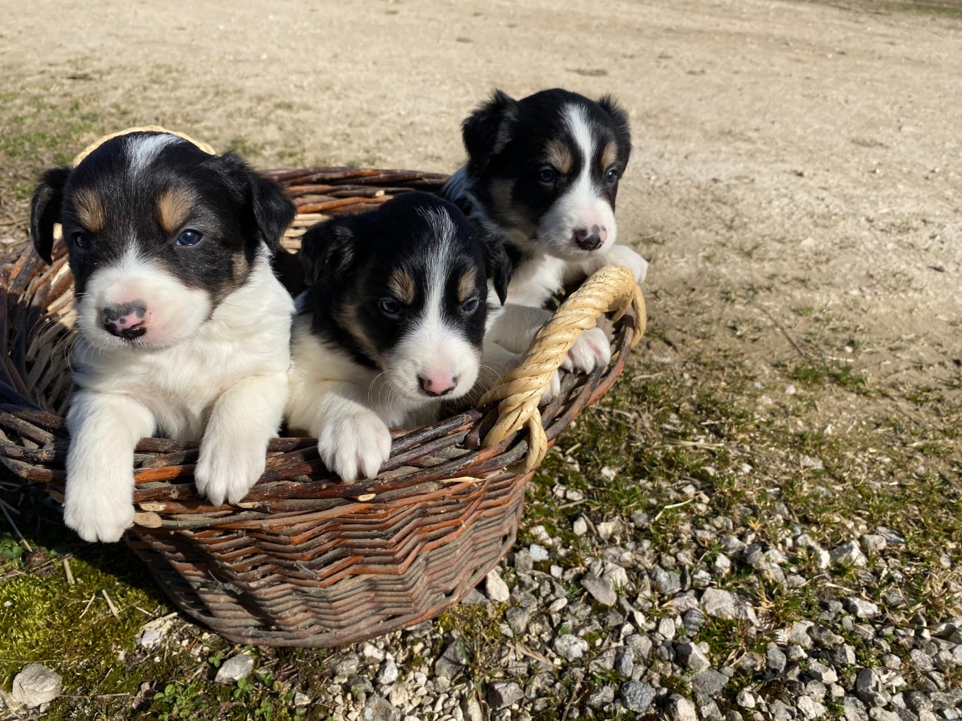 De Ferrieres Le Lac - Chiots disponibles - Border Collie