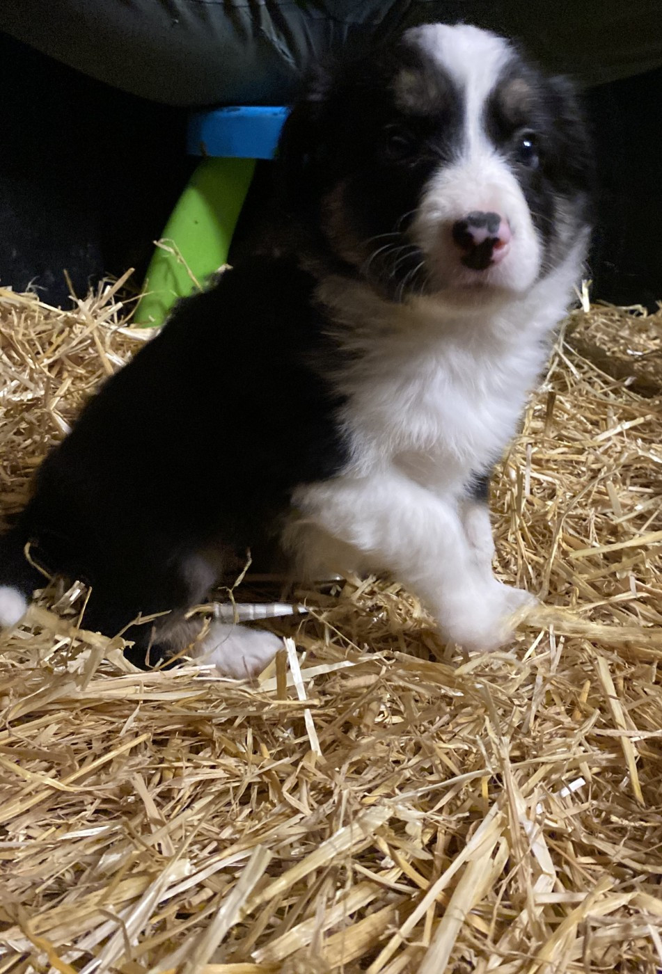 De Ferrieres Le Lac - Chiots disponibles - Border Collie