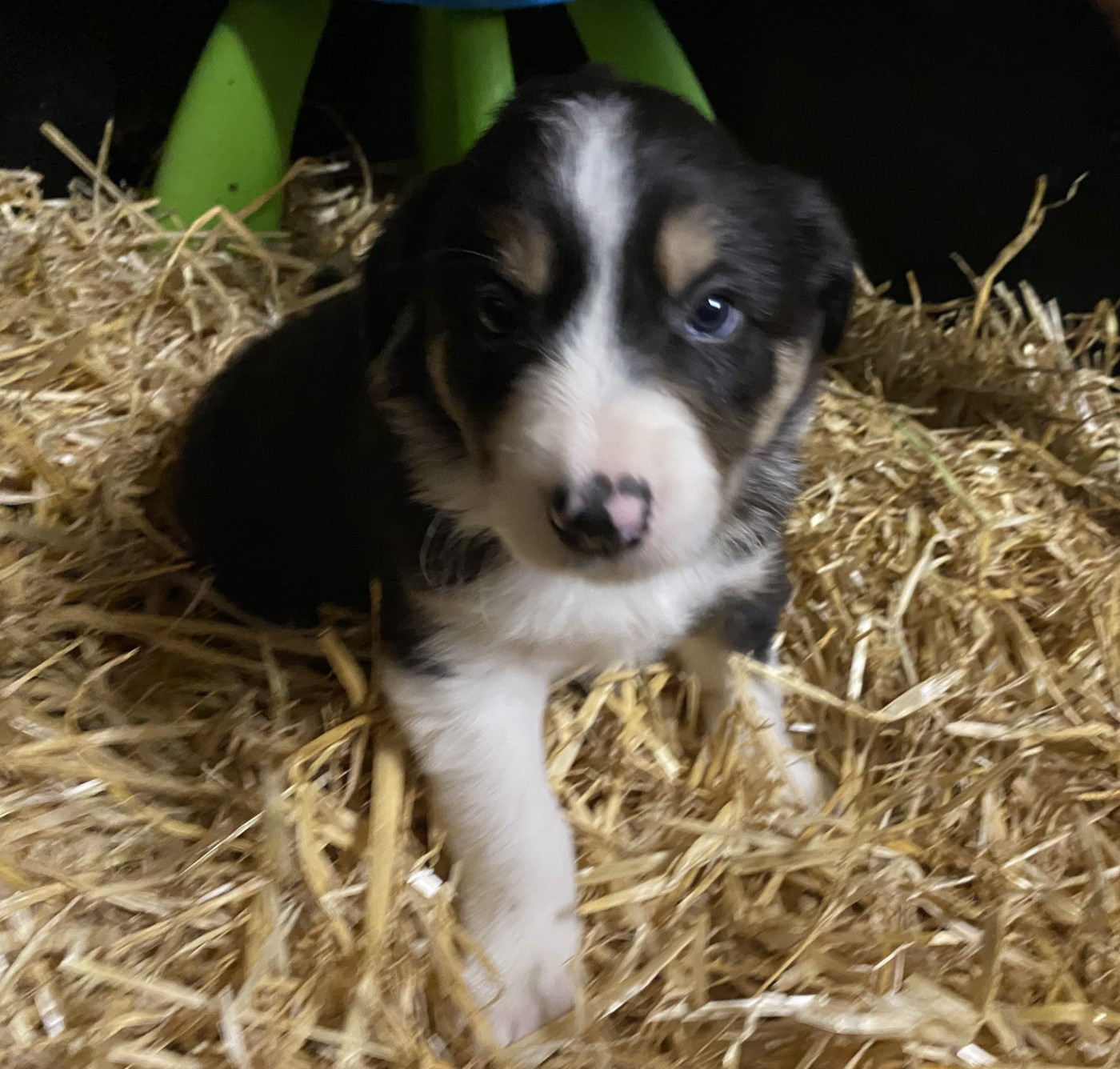 De Ferrieres Le Lac - Chiots disponibles - Border Collie