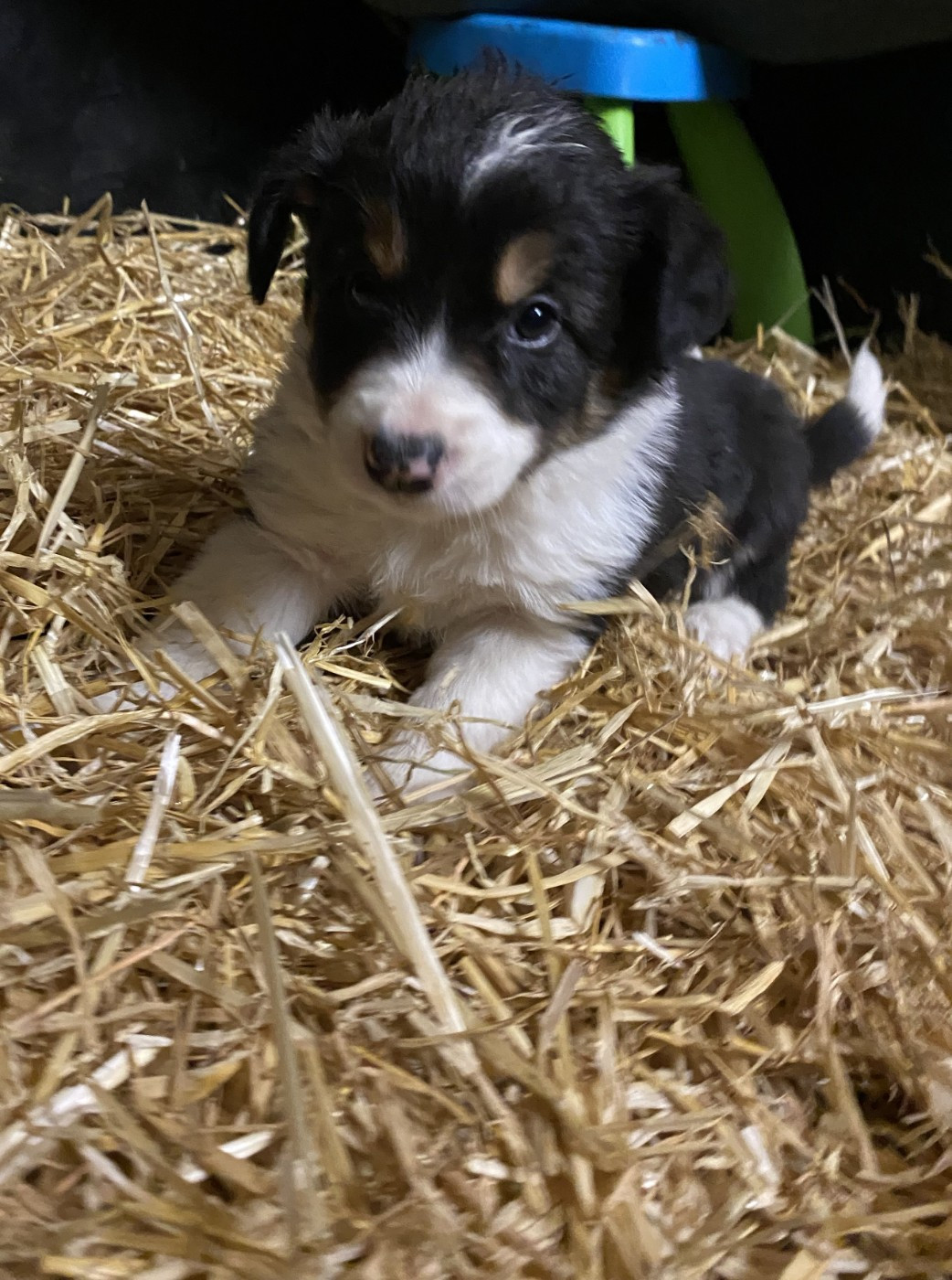 De Ferrieres Le Lac - Chiots disponibles - Border Collie