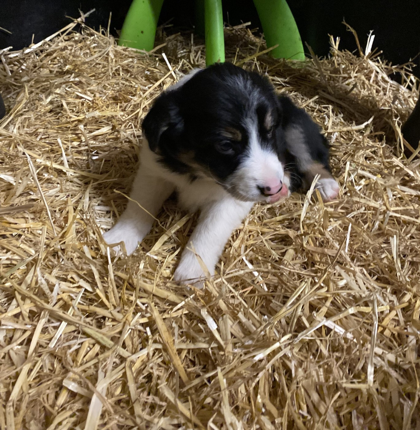 De Ferrieres Le Lac - Chiots disponibles - Border Collie